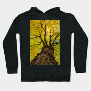 Under the Yellow Canopy Hoodie